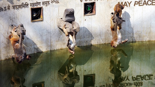 Macacos se penduram de cabeça para baixo em tentativa de beber água de uma lagoa na cidade de Kathmandu, no Nepal