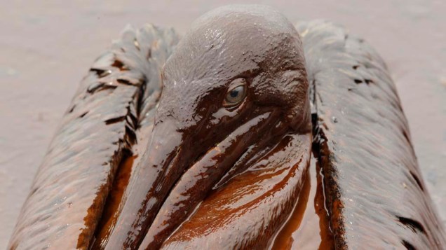 Em junho, o óleo que vazou da plataforma da petrolífera British Petroleum, no Golfo do México, chegou ao santuário de pelicanos no estado da Louisiania, no sul dos Estados Unidos, matando dezenas de animais