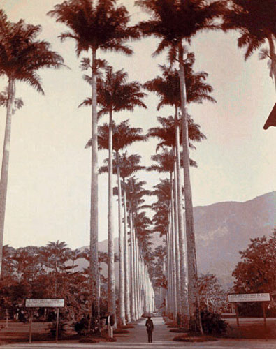 Jardin Botanique Allée des Palmiers - a alameda de palmeiras no Jardim Botânico do Rio de Janeiro.