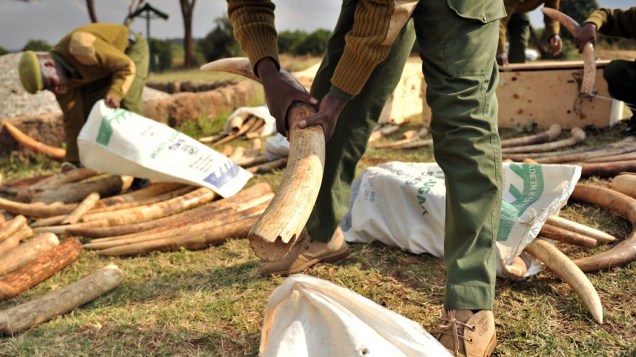 Cerca de duas toneladas de marfim foram apreendidas no aeroporto de Nairóbi, Quênia. Segundo a polícia, cerca de 150 elefantes foram mortos para a extração do material, que é o canino dos animais