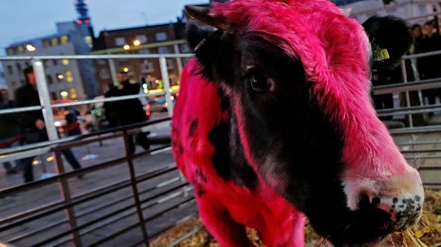 Uma vaca tingida de rosa fica em exposição no centro de Londres, durante abertura da exposição Furious Affection do artista Mark Evans