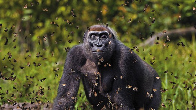 Bai Hokou, República Centro-Africana - Fotógrafo Anup Shah, registra uma gorila brincando com borboletas