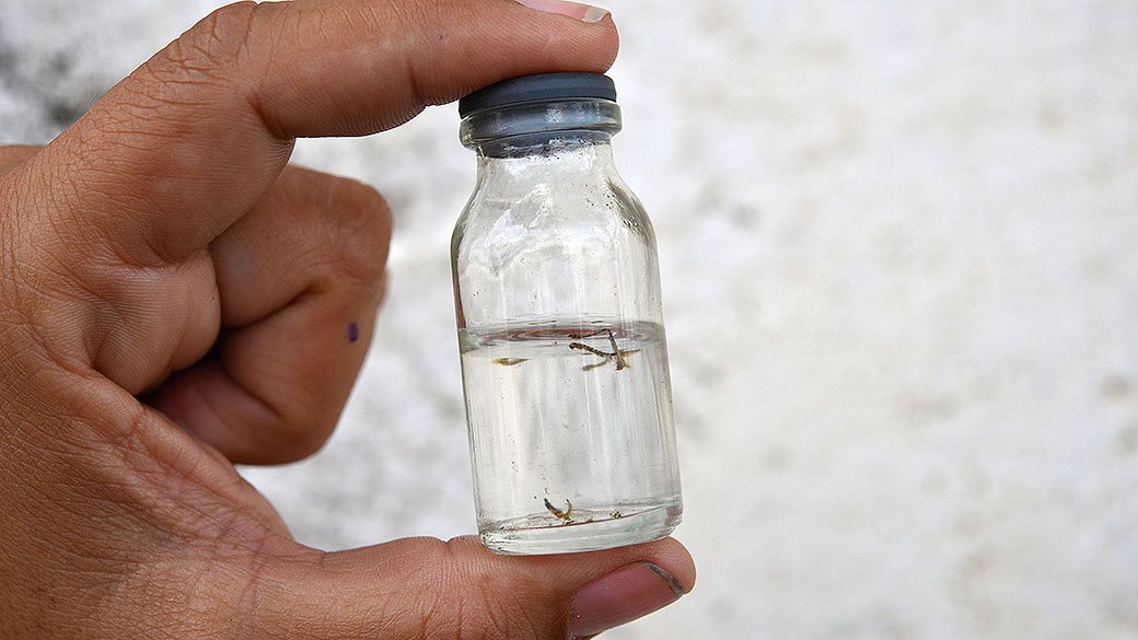 Larvas de mosquito da dengue