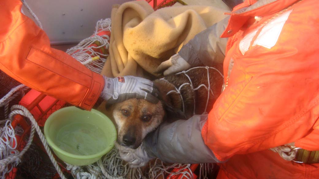Guarda Costeira resgata cão do mar na costa de Kesennuma, no nordeste do Japão