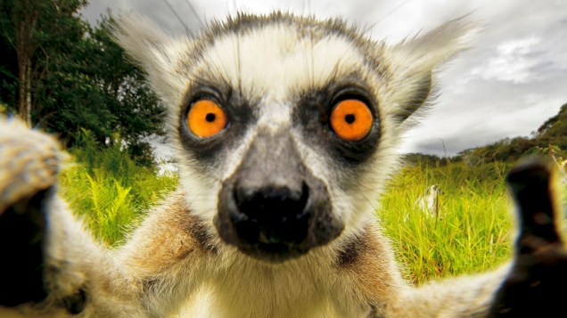 Selfie Lêmure é fotografado em seu habitat natural