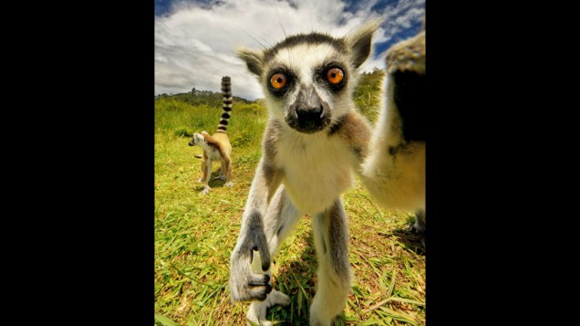 Selfie Lêmure é fotografado em seu habitat natural