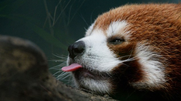 Um panda vermelho relaxa em seu recinto no zoológico de Pequim, na China