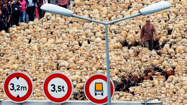 Um pastor leva milhares de ovelhas no Porto Velho durante as festividades para marcar Marseille-Provence, na França