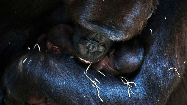 Mãe gorila NGayla segura seus filhotes nos braços, no zoológico Burgers, em Arnhem, Holanda