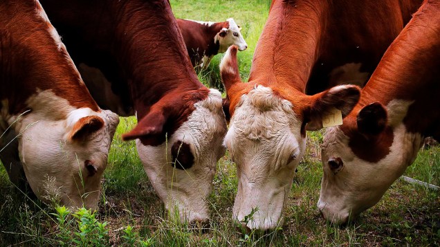 Vacas se alimentam em um pasto da fazenda Hollis Hills, em Lunenburg, Massachusetts, Estados Unidos