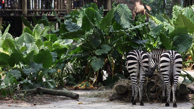 Zebras pastam no Zoológico de Cingapura