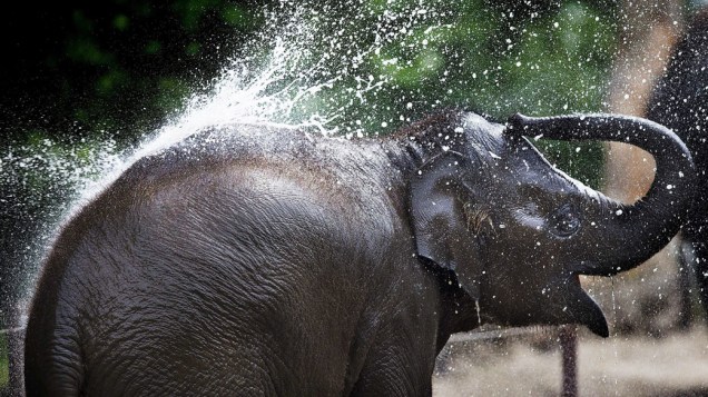 Um elefante é resfriado com água corrente no zoológico Blijdorp, em Roterdã, na Holanda