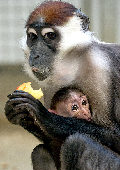 Macaca mangabey segura seu filhote enquanto se alimenta em zoológico de Berlim