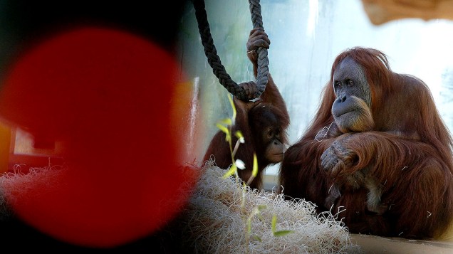 A orangotango de nome Matra de 38 anos segura seu filhote de uma semana nos braços enquanto cuida do outro de 4 anos, no zoológico de Munique, na Alemanha