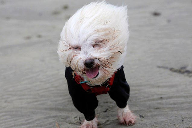Um cachorro é assoprado pelo forte vento em uma praia da cidade de Lyme Regis, sul da Inglaterra