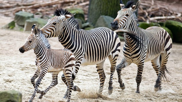 Zebra de seis meses corre ao lado de sua mãe no zoológico de Hanover, na Alemanha