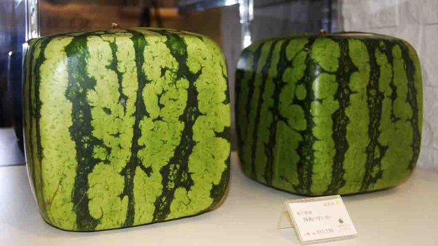 Duas melancias quadradas são expostas na província japonesa de Ishikawa. No Japão, além de ser um produto curioso, as melancias quadradas são consideradas itens de luxo, à venda em boutiques chiques