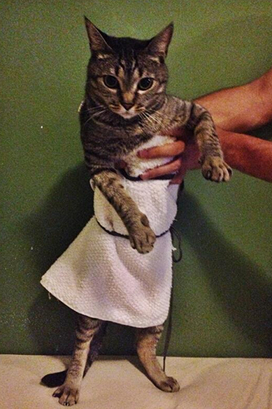 Gato usa toalhinha branca para ficar igualzinho a Jennifer Lawrence no Globo de Ouro 2014