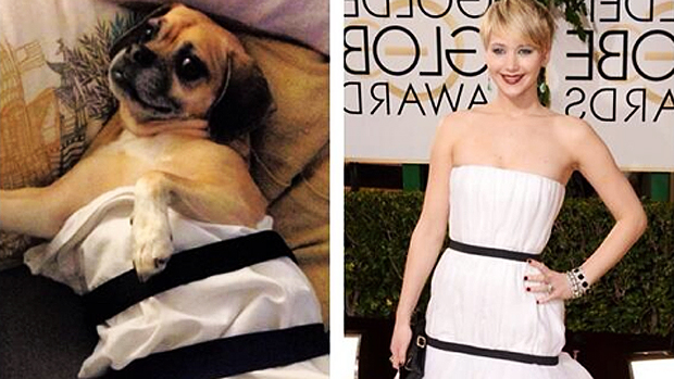 Cachorro também consegue copiar figurino de Jennifer Lawrence no Globo de Ouro 2014
