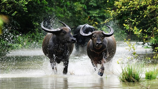 Búfalos correm em terras alagadas durante a época de monções em Pobitora, Índia