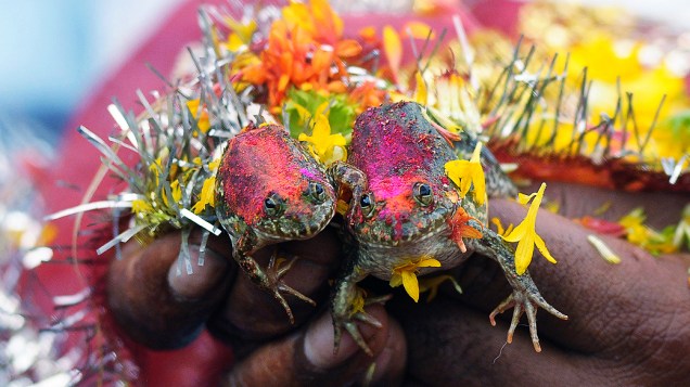 Cerimônia de casamento de sapos feita por fazendeiros como ritual para atrair as chuvas durante a época de monções em Mayong, Índia