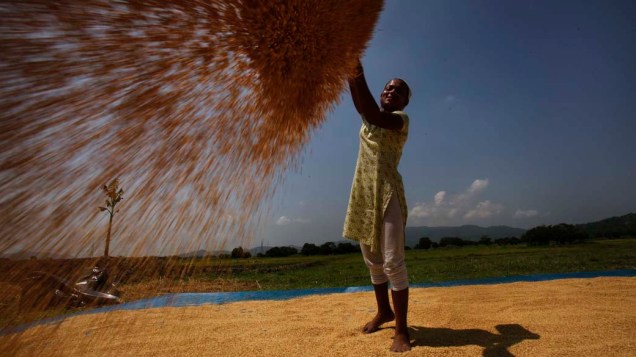 Indiana trabalha em arrozal na cidade de Gauhati, Índia
