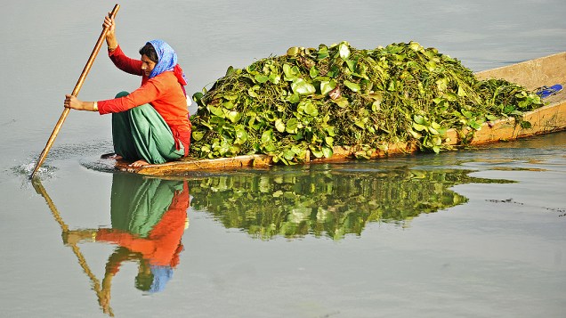 Mulher transporta no barco folhas de lótus usado como alimento para o gado em Srinagar, na Índia
