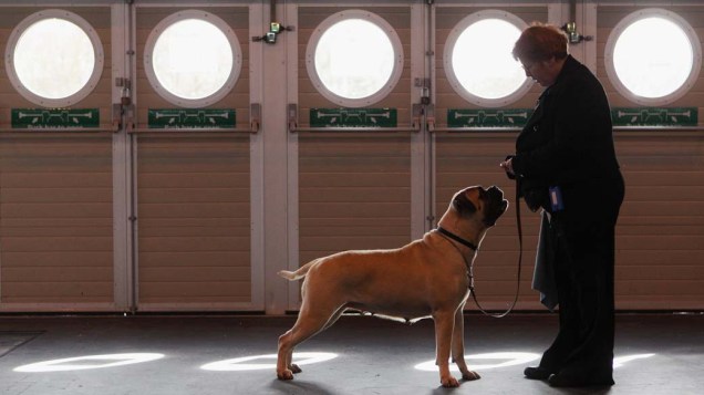 Mulher treina seu cão durante o segundo dia da Crufts, mostra anual de cães de raça em Birmingham, Inglaterra