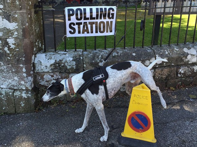 Cachorro durante a votação do referendo, no Reino Unido