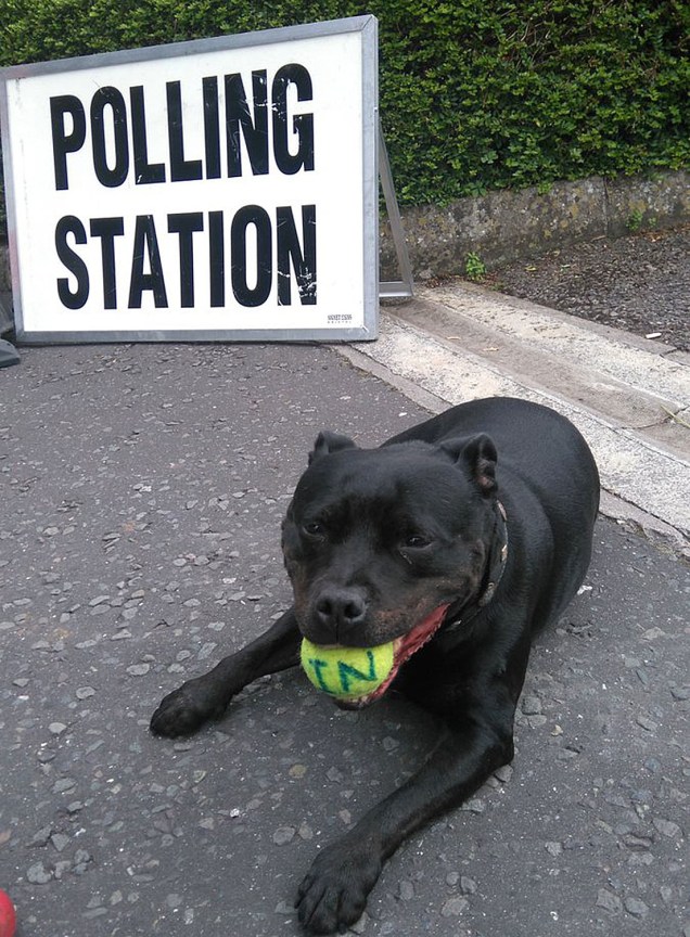 Cachorro durante a votação do referendo, no Reino Unido