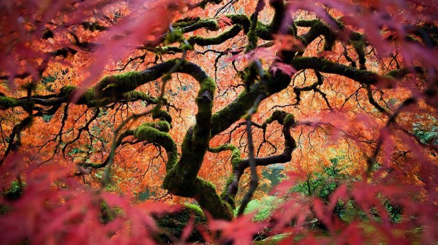 Fred An enviou à National Geographic Traveler esta imagem de um bordo japonês no Jardim Japonês de Portland, Estados Unidos