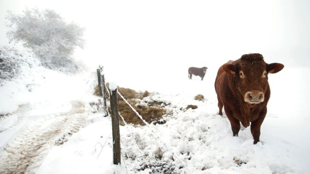 Vacas pastam em um campo coberto de neve na região da Borgonha, na França