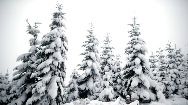 Pinheiros são cobertos pela neve que caiu na região da Borgonha, na França