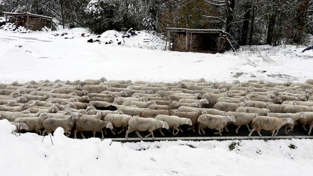 Um rebanho de ovelhas caminha em uma estrada na cidade de Ochagavía após uma nevasca deixar mais de 30 cm de neve na região, na Espanha