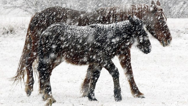 Cavalos descem um monte em busca de pasto, devido a queda de neve que pode acumular muitos centímetros na região da Cantábria, na Espanha