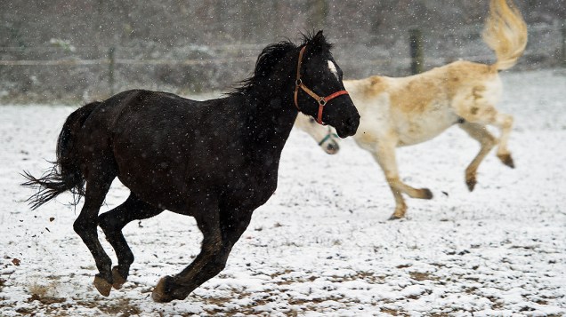 Cavalos pulam no campo enquanto a neve cai em Hambach Bei Diez na Alemanha