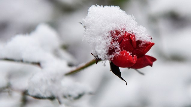 Rosa é fotografada coberta de neve em um jardim em Bremen, na Alemanha