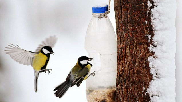 Pássaros se alimentam em um comedouro em parque coberto de neve em Minsk, Bielorrússia
