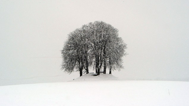 Árvore coberta de neve em meio a campo também branco em Winterberg, na Suíça