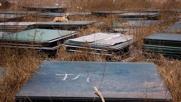 Placas abandonadas ao redor do estádio de beisebol erguido para os Jogos de Pequim 2008