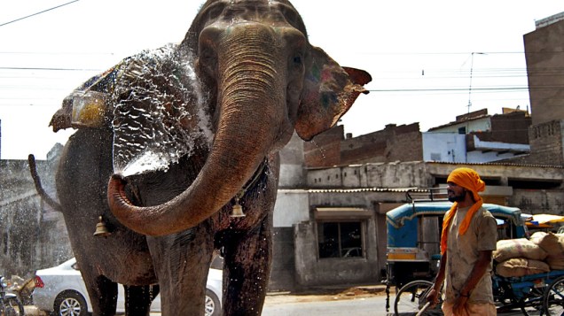 Elefante se refresca para enfrentar o forte calor em Jalandhar no estado de Punjab, Índia