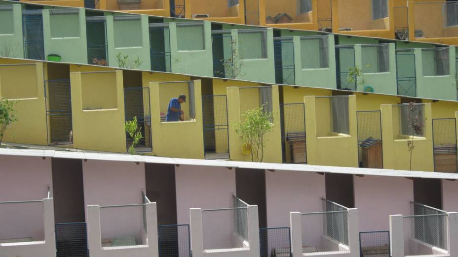 Cerca de 500 cães vivem no lar transitório da ONG