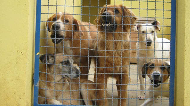 Os cães que vivem no lar transitório da ONG  passam por um período de reabilitação de três meses, em média. Depois são levados para feiras de adoação