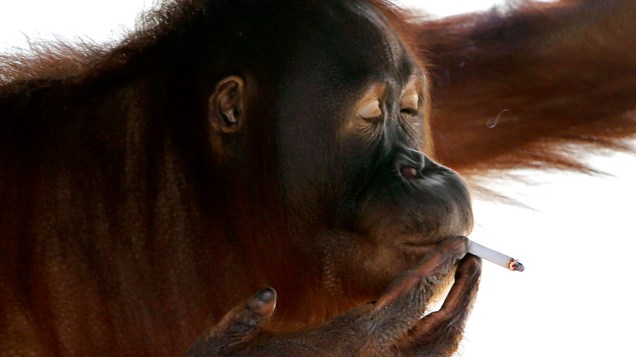 Tori, um orangotango de 15 anos de idade, fuma um cigarro dentro de sua jaula no zoológico Satwa Taru Jurug em Solo na Indonésia. Tori aprendeu a fumar cerca de uma década atrás, pegando bitucas e imitando os visitantes do zoológico