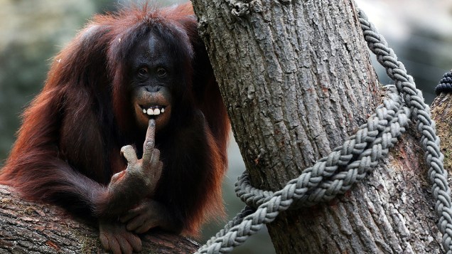 Uma fêmea de orangotango é flagrada fazendo careta sentada em galho de árvore em zoológico na cidade alemã de Rostock