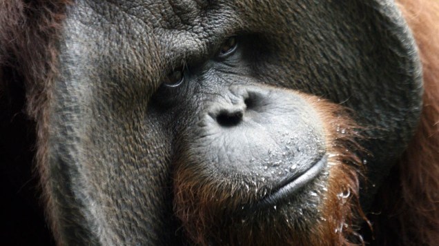 Orangotango em zoológico de Bali na cidade de Gianyar, Indonésia