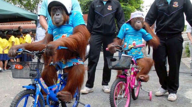 Em imagem divulgada hoje, orangotangos durante campanha pela segurança no trânsito em zoológico na cidade de Bangcoc, Tailândia