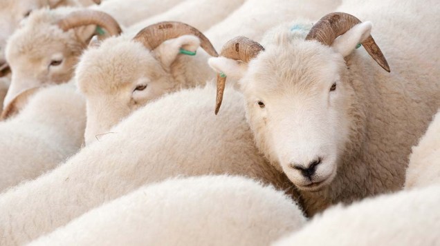 Ovelhas são expostas no centro de Londres para promover o uso de lã inglesa e sua alfaiataria tradicional