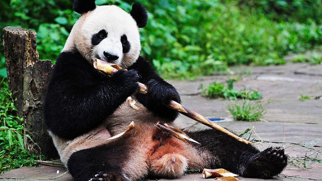 O panda Hu Bao come bambu em reserva florestal em Yaan, na província de Sichuan, na China. Hu Bao é um dos dois pandas gigantes que serão enviados para viver em Cingapura durante 10 anos