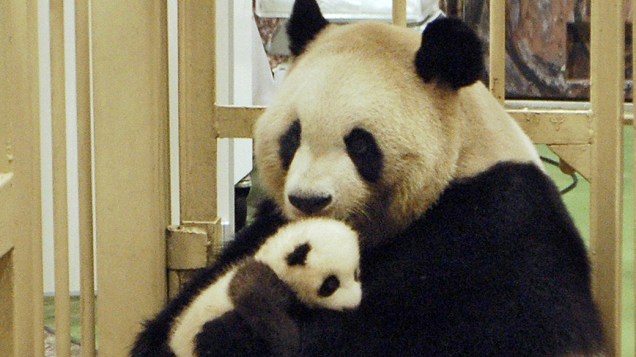 A panda Rauhin segura seu bebê panda no colo, no zoológico Adventure World, em Shirahama, no Japão. O filhote foi batizado de Yuhin